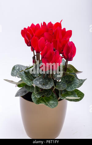 Die Cyclamen persicum Blume auf weißem Hintergrund Stockfoto