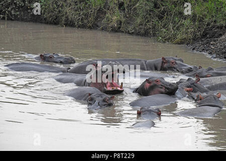 Die gemeinsame Flusspferd (Hippopotamus amphibius). Olare Motorogi Conservancy, Masai Mara, Kenia, Ostafrika Stockfoto