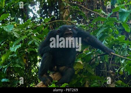 Östliche Schimpanse (Pan troglodytes schweinfurthii) männlich mit Blume im Haar, Gombe Stream Nationalpark, Tansania | Verwendung weltweit Stockfoto