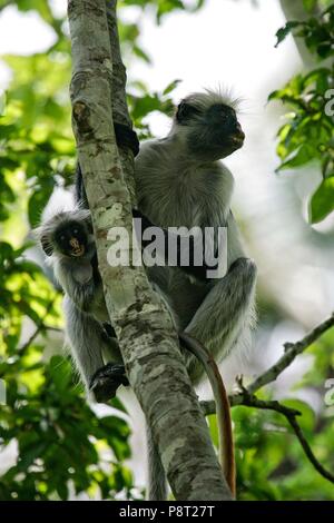 Sansibar Roten Stummelaffen (Piliocolobus Kirkii) Frau mit Baby Klettern im Baum, den Jozani Chwaka Bay National Park, Sansibar, Tansania | Verwendung weltweit Stockfoto