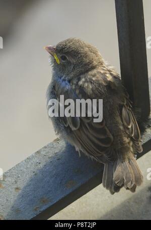 Haussperling (Passer domesticus), jungen Vogel saß auf dem Balkon, Schiene, Spanien | Verwendung weltweit Stockfoto