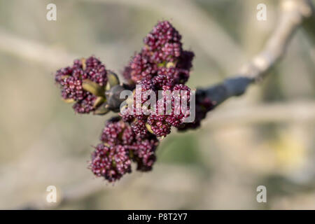 Gemeinsame Esche Fraxinus excelsior Frühjahr Blütenknospen Stockfoto