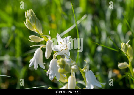 Weiße Arten der Spanischen Bluebell Hyacinthoides Hispanica Stockfoto