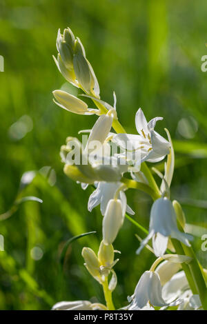 Weiße Arten der Spanischen Bluebell Hyacinthoides Hispanica Stockfoto