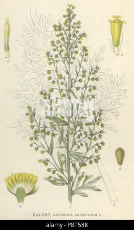 . 40 Artemisia Absinthium NF Stockfoto