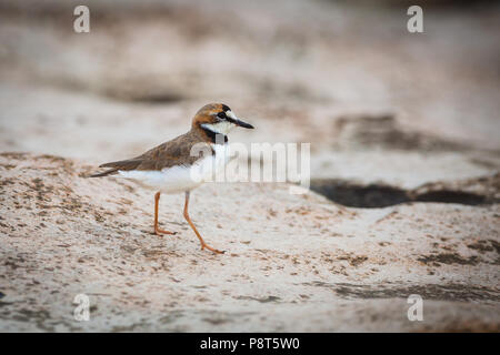 Collared Regenpfeifer, sci.name; Charadrius Collaris, am Seeufer des Lago Bayano, Provinz Panama, Republik von Panama. Stockfoto