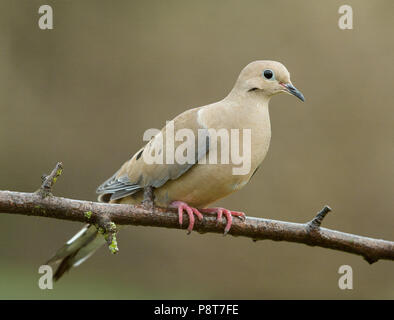 Portrait von Taube (Zenaida macroura) Sacramento County California Stockfoto