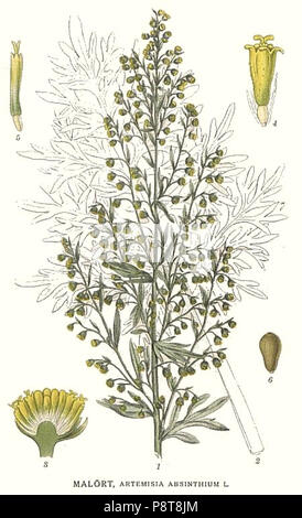 . 12 19 Artemisia Absinthium Stockfoto