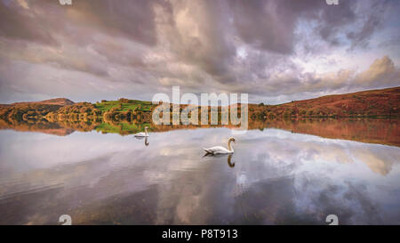 Schwäne auf Coniston Water im Lake District National Park, die Farben des Herbstes und Morgenhimmel werden in die ruhige Oberfläche des Sees widerspiegelt. Stockfoto