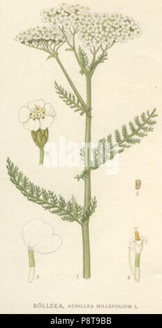 . 28 Achillea millefolium NF Stockfoto