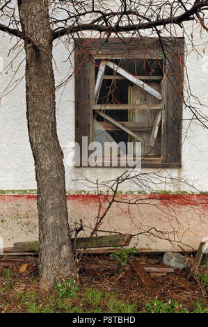 Ein Baum wächst neben dem verwitterten Holz Fensterrahmen eines verlassenen Cafe in der Route 66 Stadt Alanreed, Texas. Stockfoto