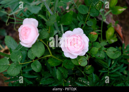 Duftende Rosa Königin von Schweden weiche rosa Rosen propagiert von einem Schnitt blühende in einem Rosengarten wachsen Juli Sommer Wales UK KATHY DEWITT Stockfoto