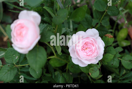 Duftende Rosa Königin von Schweden weiche rosa Rosen propagiert von einem Schnitt blühende in einem Rosengarten wachsen Juli Sommer Wales UK KATHY DEWITT Stockfoto