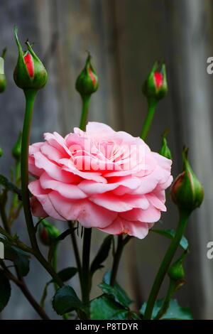 Rosa rose Stockfoto