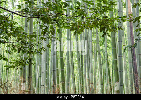 Sagano Bambuswald in Arashiyama, Japan Stockfoto