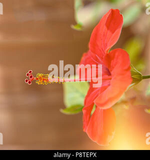 Rot blühenden hybiscus Blüte im Sommer. Stock Bild. Stockfoto