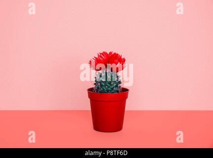 Kleine Kaktus in einen Blumentopf auf eine trendige Hintergrund. Stockfoto