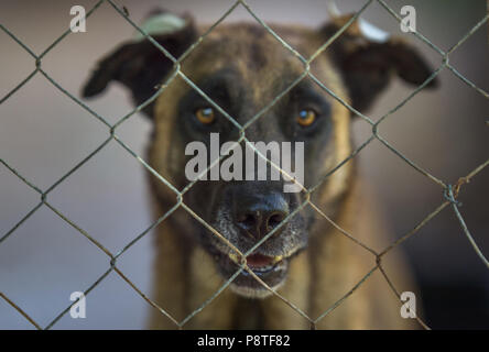 Trauriger Hund hinter dem Zaun Stockfoto