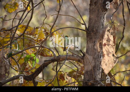 Ein grüner Bienenfresser in bhopal Stockfoto