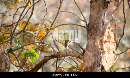 Ein grüner Bienenfresser in bhopal Stockfoto