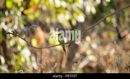 Ein grüner Bienenfresser in bhopal Stockfoto