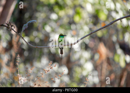 Ein grüner Bienenfresser in bhopal Stockfoto