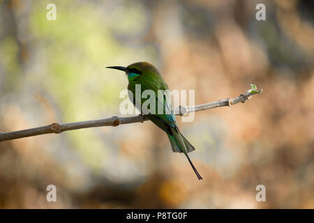 Ein grüner Bienenfresser in bhopal Stockfoto