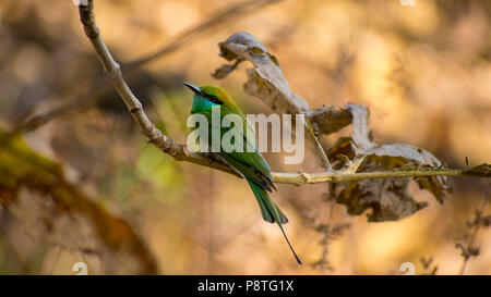 Ein grüner Bienenfresser in bhopal Stockfoto