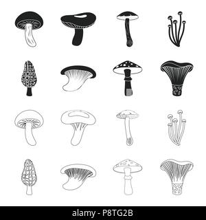 Morel, Auster, grüne Amanita, actarius Indigo. Mushroom set Sammlung Icons in Schwarz, Outline style Vektor Symbol lieferbar Abbildung. Stock Vektor