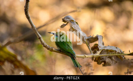 Ein grüner Bienenfresser in bhopal Stockfoto