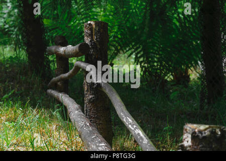 Ländliche hölzernen Zaun im Hintergrund von Farnen und geschützten Trunks auf dem grünen Gras Fichte Stockfoto