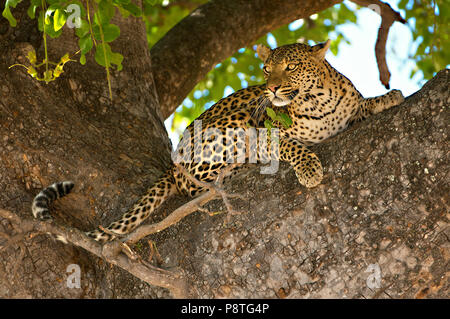 Leopard in Gabel der Baum Sichtung potentielle Beute Stockfoto