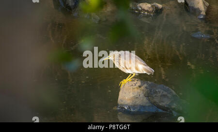 Indianer Teichreiher (Ardeola greyii) sitzt auf kleinen Felsen warten auf Fische Stockfoto