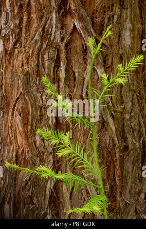 Dawn Redwood, Metasequoia glyptostroboides Stockfoto