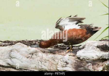 Cinnamon Teal; Feder. Ninepipes National Wildlife Refuge, Montana Stockfoto