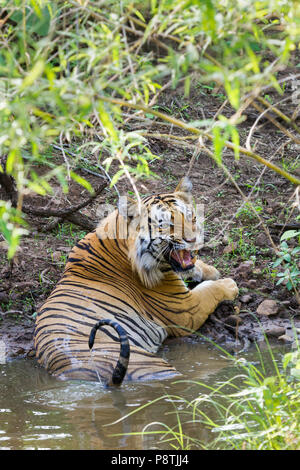 Royal Bengal Tiger oder Panthera tigris oder indische Tiger gähnen in einem wasserloch an Tadoba Nationalpark, Maharashtra, Indien Stockfoto