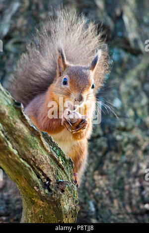 Eichhörnchen essen von Muttern in einem Baum Stockfoto