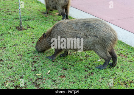 Capybara, Hydrochoerus hydrochaeris, das größte Nagetier der Welt, mit Ursprung in den Staaten in Süd- und Mittelamerika Stockfoto