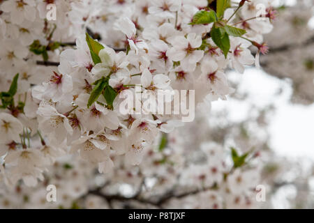Cherry Blossom auf einem Baum in Südostasien Stockfoto