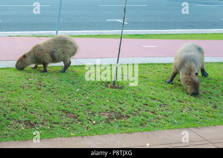 Capybara, Hydrochoerus hydrochaeris, das größte Nagetier der Welt, mit Ursprung in den Staaten in Süd- und Mittelamerika Stockfoto
