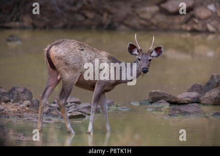 Sambar Hirsche oder Rusa unicolor bei Andhari Tadoba Tiger Reserve Maharashtra Indien Stockfoto