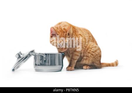 Hungrig ginger Cat schauen neugierig in einem Kochtopf. Stockfoto