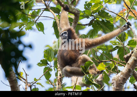 Bedrohten westlichen Hoolock Gibbons (weiblich) oder bei Hoolock hoolock Gibbon Wildlife Sanctuary, Assam, Indien Stockfoto