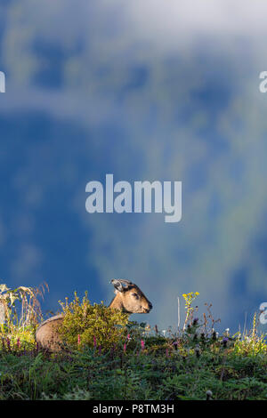 Wild Himalayan goral oder Naemorhedus goral in Silk Route Zuluk Sikkim Himalaya Indien Stockfoto