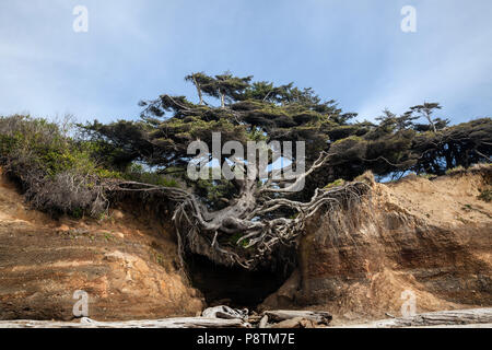 WA 14561-00 ... WASHINGTON - Baum auf einer überhängenden Felswand entlang Kalaloch Beach in Olympic National Park. Not Stockfoto