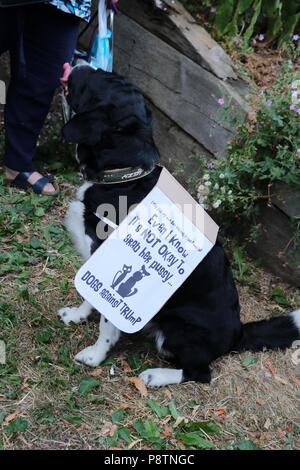 Woodstock, Großbritannien. 12. Juli 2018. Ein Hund verbindet die Stop Trump Protest an Blenheim Palace, Woodstock, England. Credit: Philippa McAllister/Alamy leben Nachrichten Stockfoto