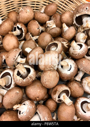 Frisch gepflückten Pilzen Stockfoto