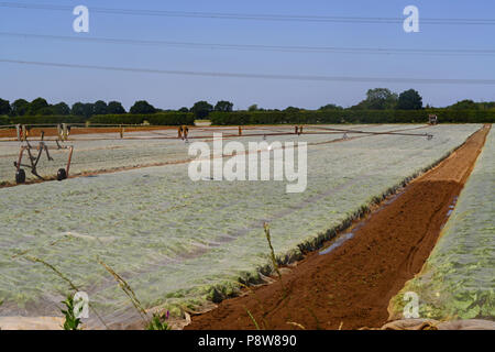 Drehmittelpunkt Boom die Bewässerung System im Einsatz bei Dürre im Feld mit Kunststoff laubdecken Feuchtigkeit zu binden und Unkraut york Vereinigtes Königreich unterdrücken Stockfoto