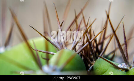 Cereus repandus Cactus Stockfoto