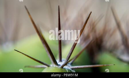 Cereus repandus Cactus Stockfoto